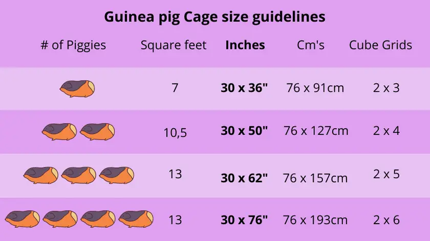 how-big-should-a-guinea-pig-cage-be-guinea-pals