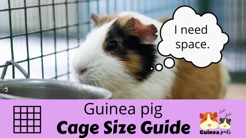 Guinea pig cage size guide