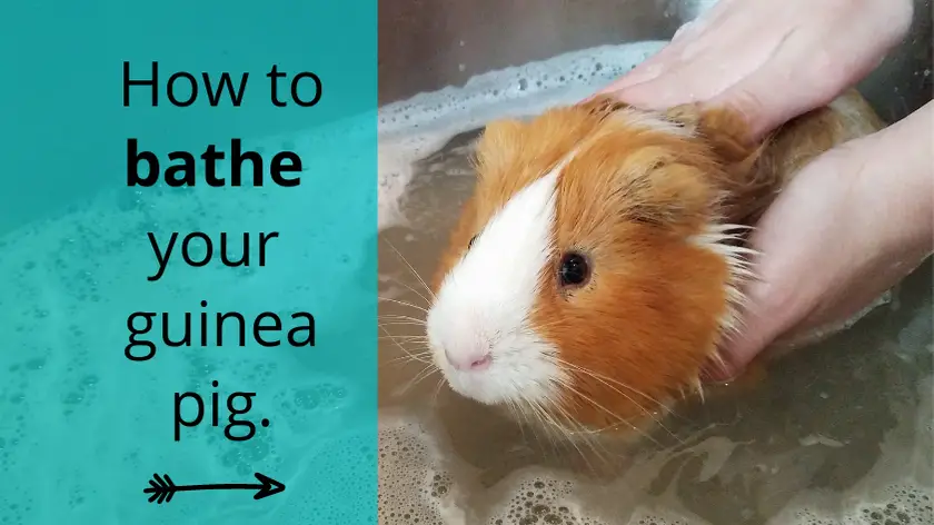 how often do you need to bathe a guinea pig
