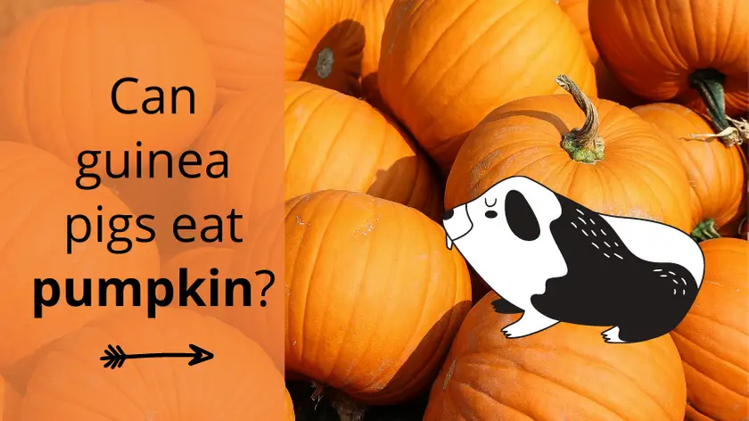 guinea pigs eat pumpkin