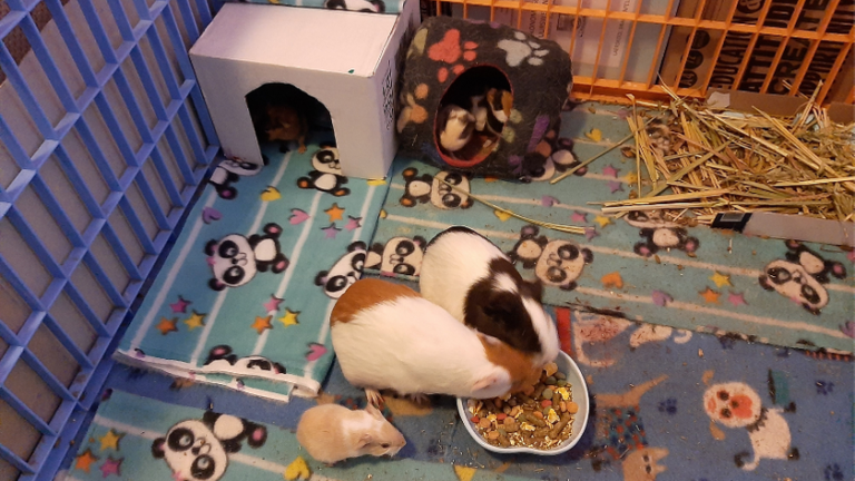 View of Guinea Pig Pregnancy info and tips – Guinea Pals