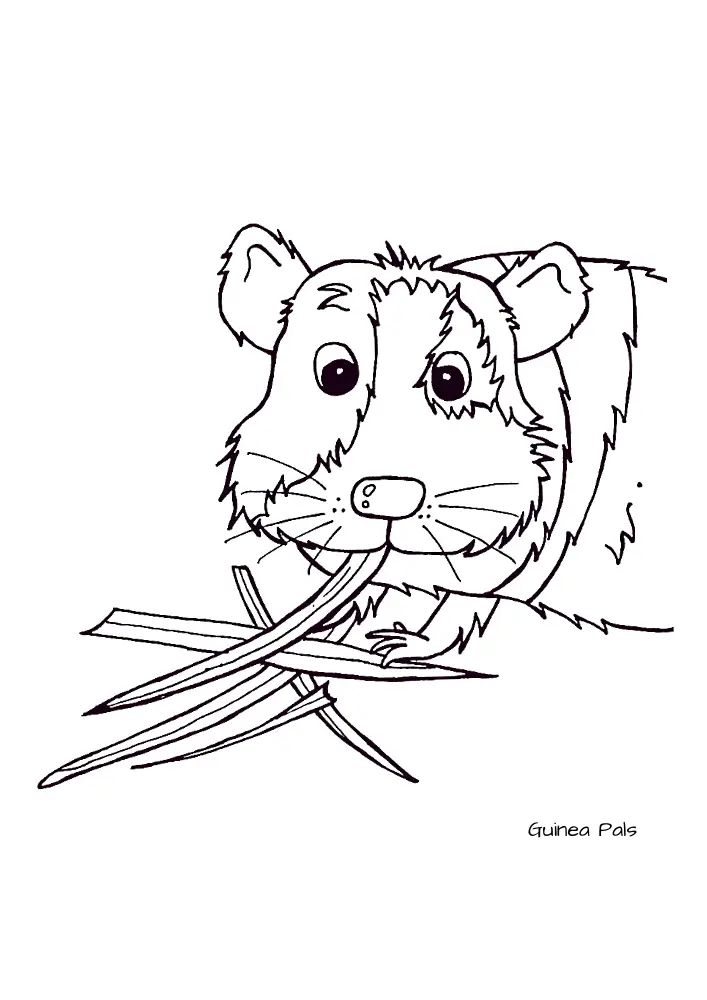 Coloring pages - Guinea Pals