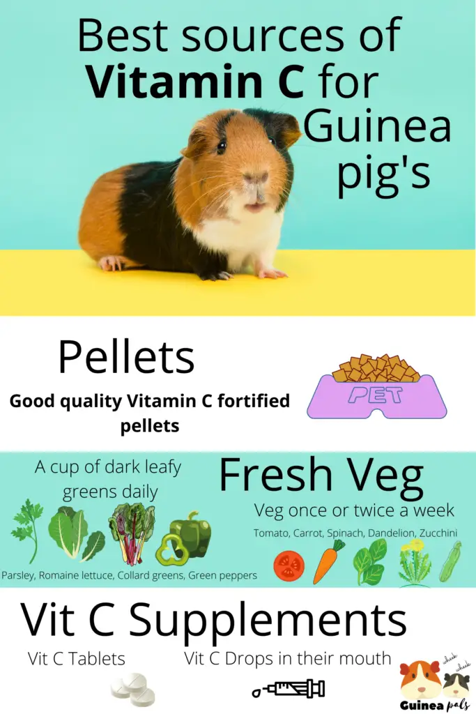 good source of vitamin c for guinea pigs