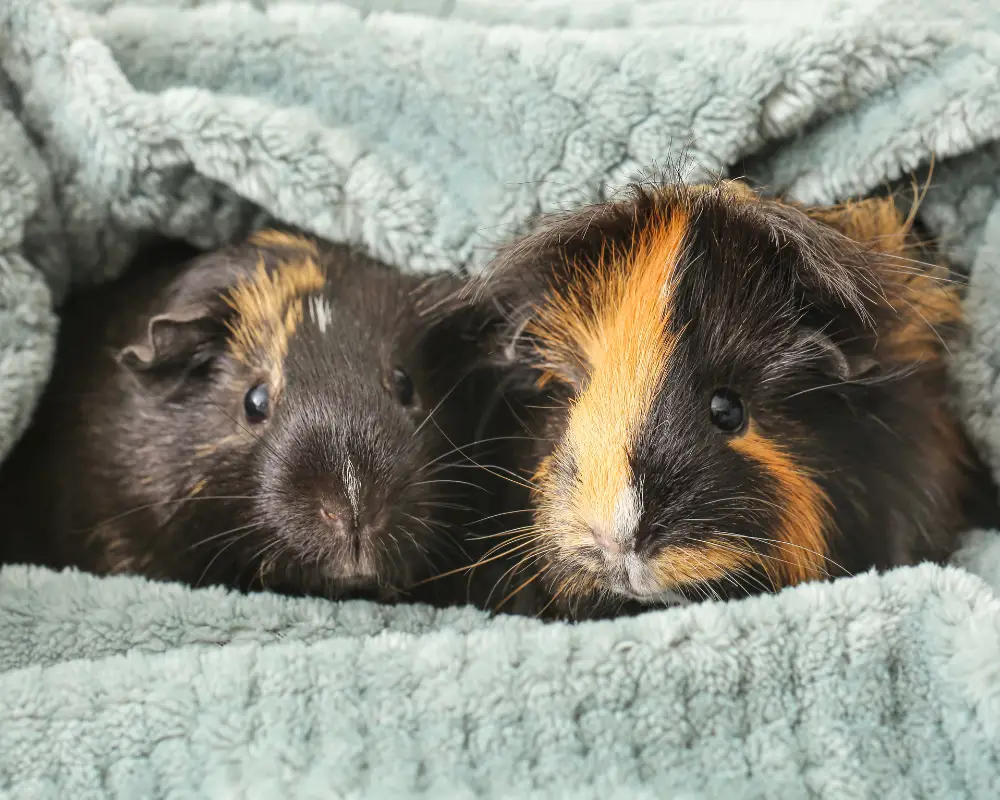 Cosy Guinea pigs – do guinea pigs hibernate