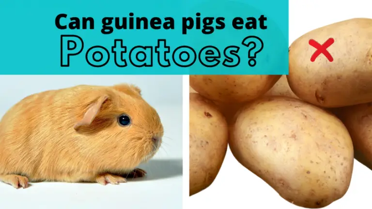 Can guinea pigs eat potatoes? - Guinea Pals