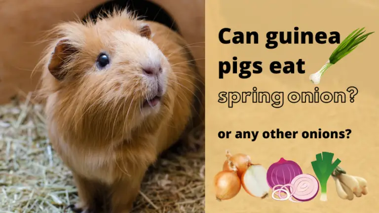 Can Guinea Pigs Eat Spring Onions Guinea Pals can-guinea-pigs-eat-spring-onions-guinea-pals