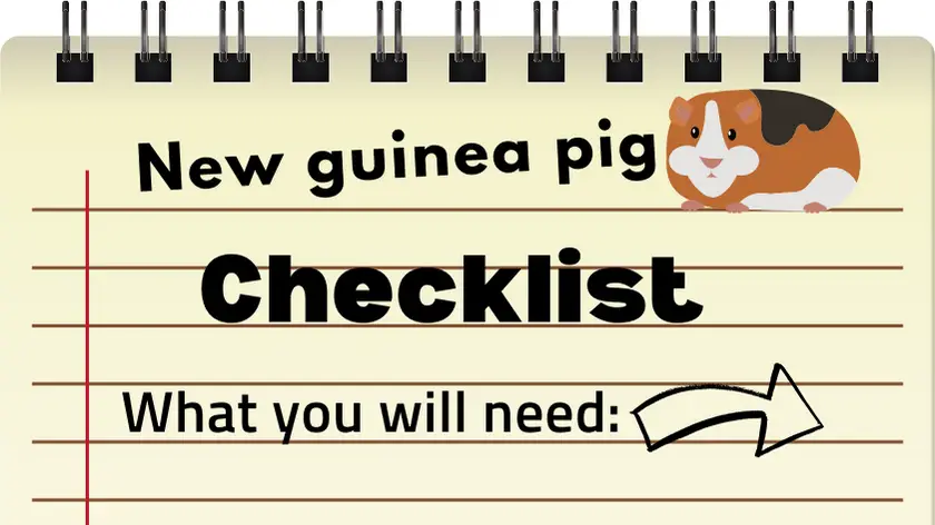 New guinea pig checklist