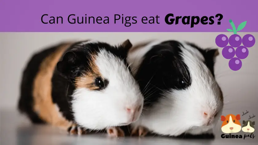 Can guinea pigs eat grapes