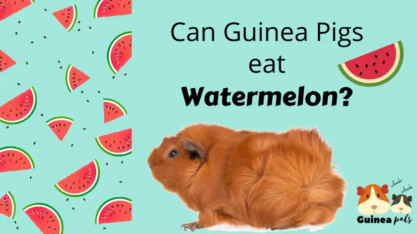 Guinea pig watermelon