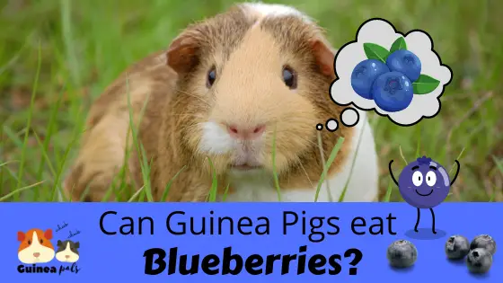 Can guinea pigs eat blueberries