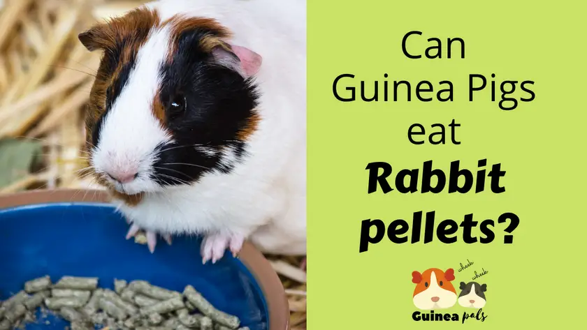 Can guinea pigs eat rabbit pellets