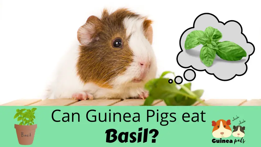 Can guinea pigs eat basil