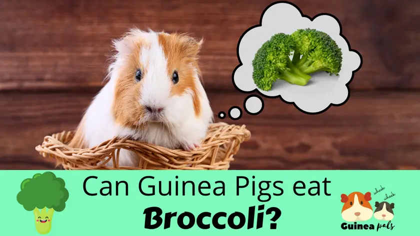 Can guinea pigs eat broccoli