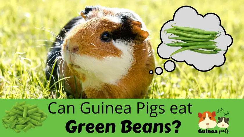 Can guinea pigs eat green beans
