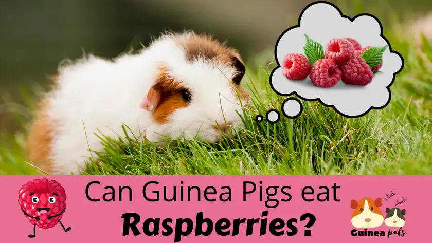 Can guinea pigs eat raspberries