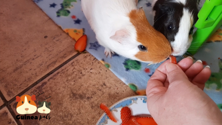 Complete Guinea Pig Care Guide for New Owners: Everything You Need to ...